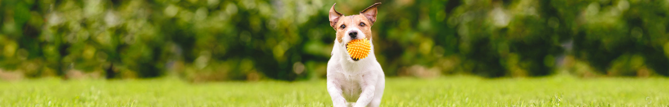 獸醫照護 + 每日牙科照護 = 狗狗的口腔健康